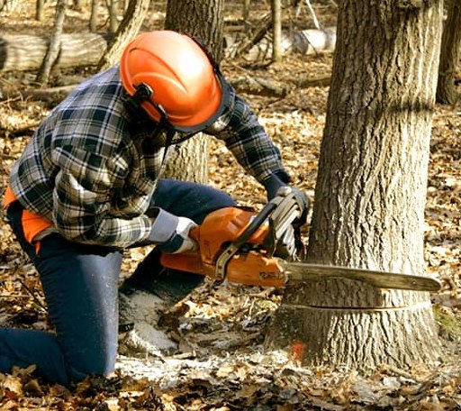 Tree Removal in Rodman, NY
